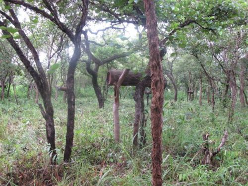 How many hives can you spot?