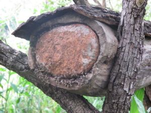 I got as close as I could to get this shot and I was making everyone nervous. The last thing you want to do is aggrivate these bees.