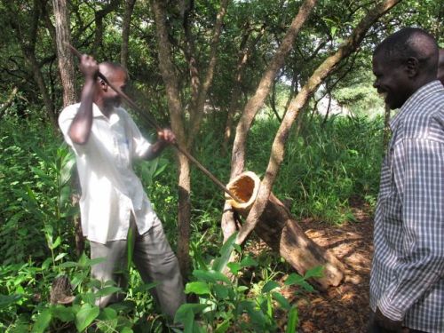 Once you find the perfect log you next have to chizel it out by hand.