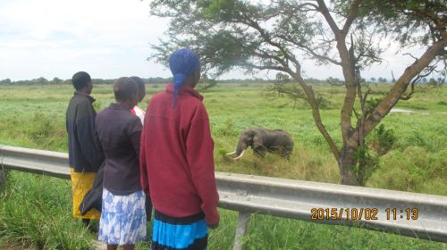 On our way to Arua for fabric but first we had to get out and look at this magnificent creature. 