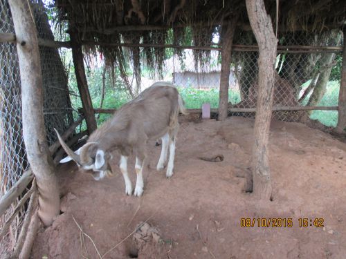 Our 3rd goat and I forgot its name.