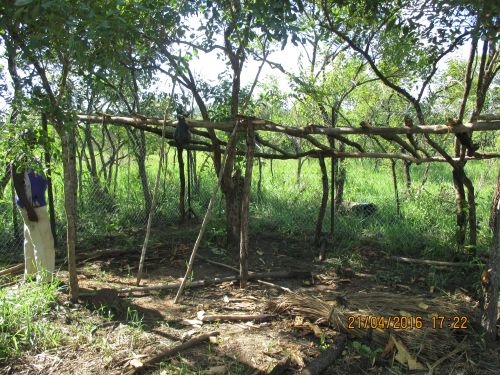 Constructing a shelter to provide plenty of shade and protection from rain.