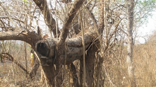 This is a traditional hive which bees like to favour however extracting the honey can be difficult.