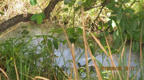 A stream nearby will provide a good water source for the bees